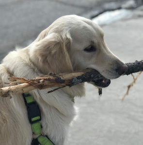 Meet your Posher, Thomas